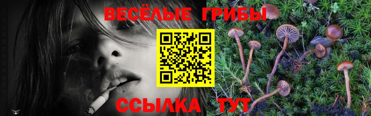 Брянск  Псилоцибиновые грибы GOLDEN TEACHER  Вход с VPN 